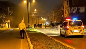 Ahırdan kaçan firari inekler polise yakalandı