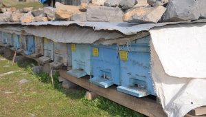 Bahar geldi arılar 4 aylık kış uykusundan uyandı