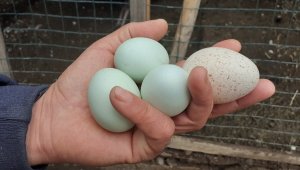 Bu yumurtayı görenler şaşırıyor