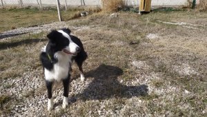 Bu Zippo, Koronavirüs teşhis ediyor