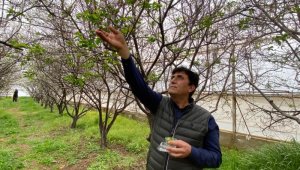 Erik Dalı Geeevrektir; Amanın...