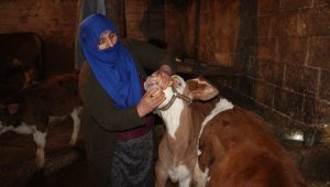 Eski hükümlü devlet desteğiyle büyükbaş hayvan sahibi oldu