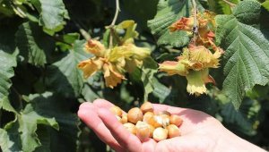 Fındıktan 1 milyar 124 milyon dolar döviz girdisi