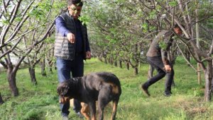 Fiyatı altınla yarışan erik, hırsızların hedefi oldu