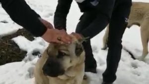 İşkence edilen sokak köpeklerine zabıtalar sahip çıktı