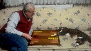 Kedinin tavla merakı