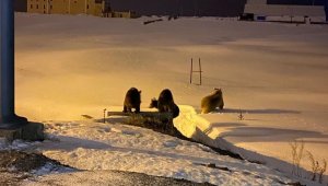 Kış uykusundan uyandılar, ilçe merkezine indiler