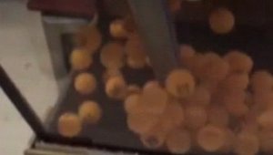 Kumar oynarken basıldılar, saman balyasının arkasına saklandılar