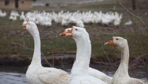 Mühendisliği bırakıp kaz çiftliği kurdu