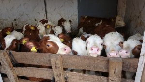 Muş'ta 100 bin buzağı doğumu bekleniyor