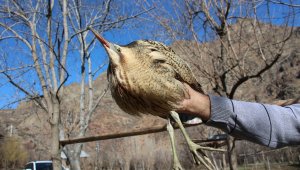 Nesli tükenen türlerden biriydi