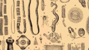 Türk akademisyenler 5 yeni parazit keşfetti