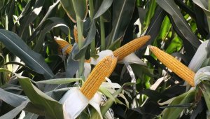 Türkiye'nin ilk yerli özel tohum firması MAY Tohum yeni yatırımlarıyla büyüyor