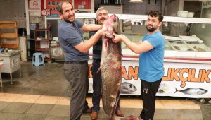 2 metrelik dev balık görenleri şaşırttı