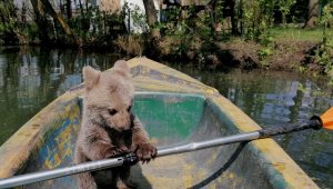 Böyle tatlı ayı görmediniz