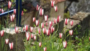 İşte Osmanlı'nın kayıp lalesi "Güzel Lale" ...