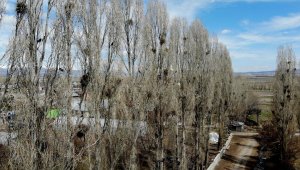 İstilacı kargalar köylülerin çilesi oldu