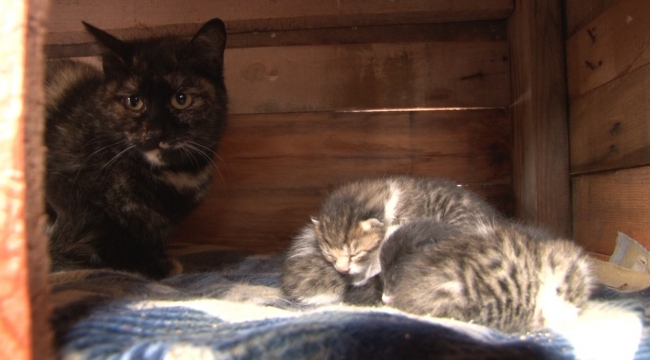'Kestane'den 'insanlık' dersi, üç yavru kediye süt annelik yapıyor