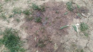 Saplantılı aşık, nişanlanan kızı parkta vurdu