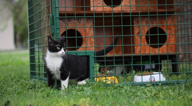 Seçim sandıkları kedi evi oldu