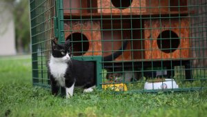 Seçim sandıkları kedi evi oldu