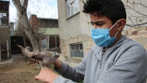 Yaralı atmacaya sahip çıktı, tedavi ettirip doğaya saldı