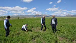 Aşkale'de zirai don tespiti