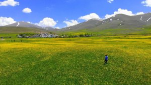 Baharın gelmesiyle Mayıs çiçekleri Erzurum'u sarıya bürüdü