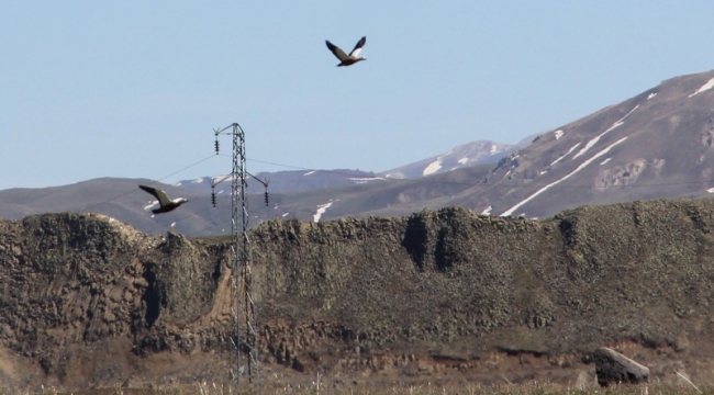 Erzurum'daki göl ilkbaharın gelmesiyle göçmen kuşların evi oldu