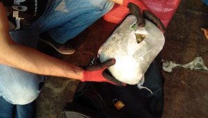 Ev eşyası yüklü kamyondan 175 kilo 500 gram esrar çıktı