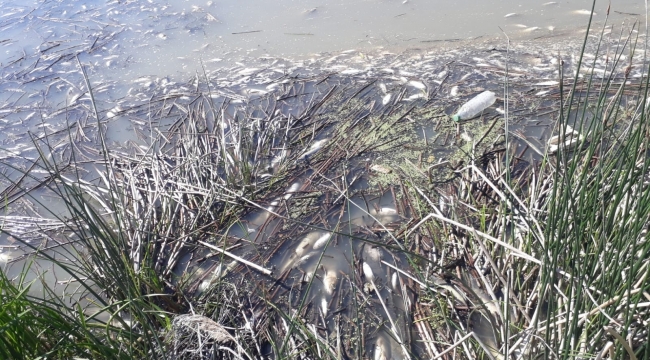 Karasu'da binlerce balık telef oldu