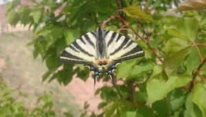 Oltu'da ilginç kelebek görüldü