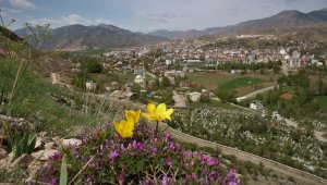 Oltu'da laleler açmaya başladı