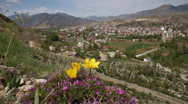 Oltu'da laleler açmaya başladı