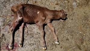 Tek gözlü dünyaya gelen buzağı şaşırttı