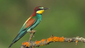 Türkiye dünya sıralamasında 194 gözlem ve 289 kuş türü ile 31'inci sırada yer aldı