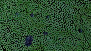 Türkiye'de böylesini hiç görmediniz