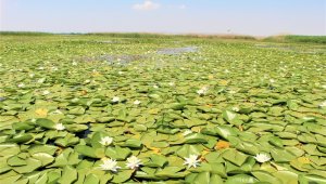 Türkiye'nin en büyük nilüfer tarlasında şölen başladı