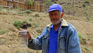 Yetişmez denilen bitkiyi konserve kavanozunda yetiştirip ardından toprakla buluşturdu