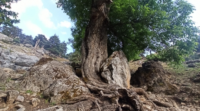 400 yıllık ceviz ağacı yıllara meydan okuyor