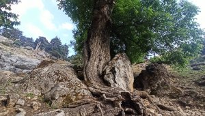 400 yıllık ceviz ağacı yıllara meydan okuyor
