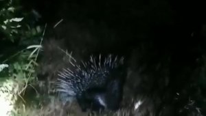 Bingöl'de nesli tükenme tehlikesinde olan "Oklu Kirpi" görüntülendi