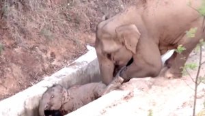 Çin'de su kanalına düşen yavru fili başka bir fil kurtardı