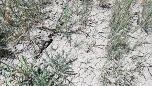 Ekili araziler susuzluktan çatladı