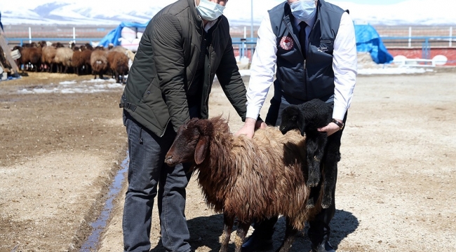 Erzurum çiftçisine anaç koyun keçi desteği