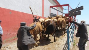 Erzurum'dan batı illerine kurbanlık sevkiyatı başladı