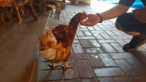 Esnafın maskotu 'tavuk' maskeyle bezleniyor