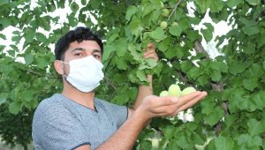 Iğdır'da kayısı ağaçlarında yetişen çağlalara ilgi büyük