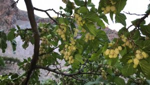 İspir'de dut hasadı