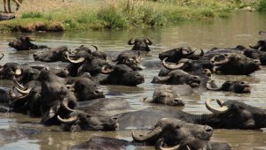 Manda yuva yapmış...